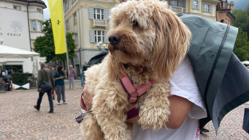 Impuestos a turistas se extienden hasta a sus mascotas en una ciudad de Italia